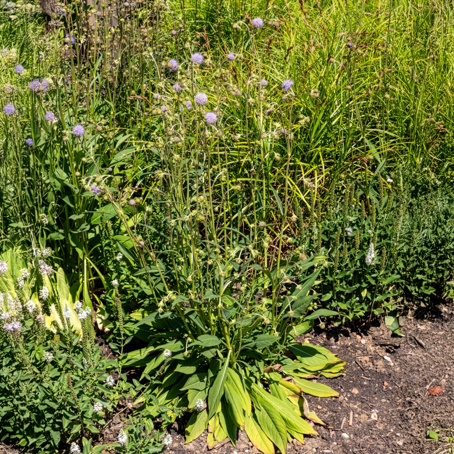 Succise des prés - Succisa pratensis - Willemse