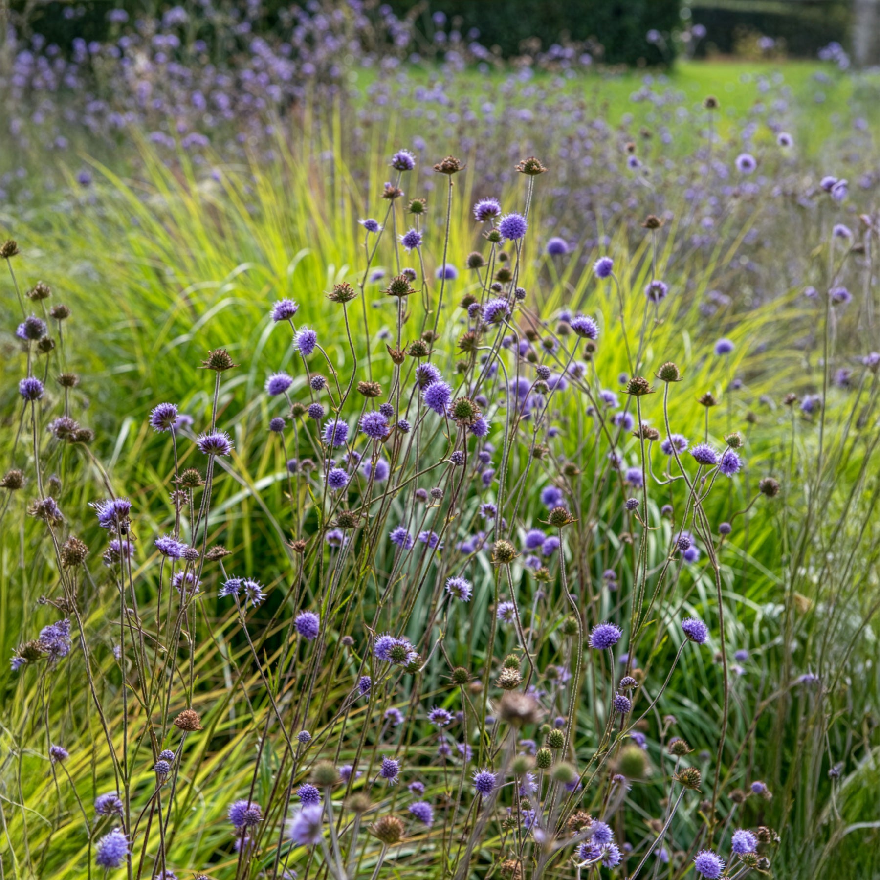Succise des prés - Willemse
