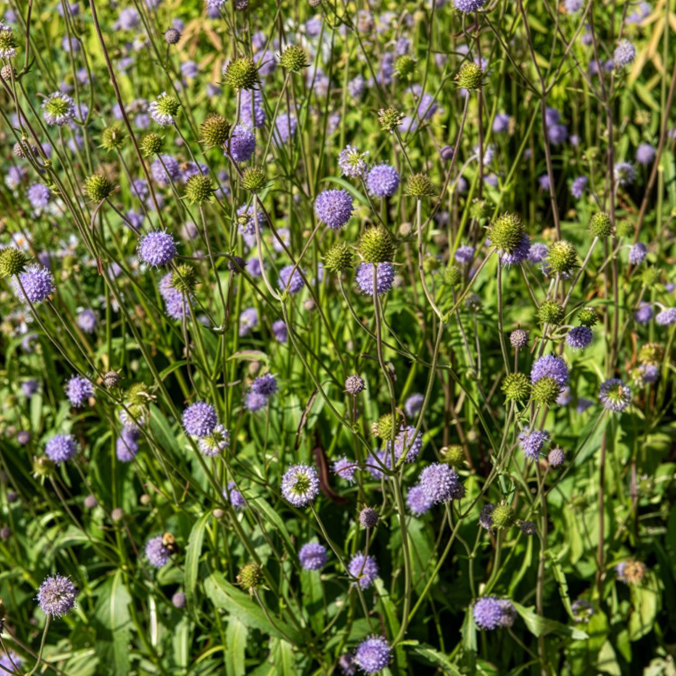 Succisa pratensis - Succise des prés - Vivaces sauvages