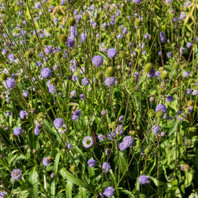 Succisa pratensis - Succise des prés - Vivaces sauvages
