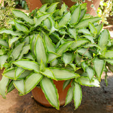 Murdannia Loriformis Bright Star - Willemse