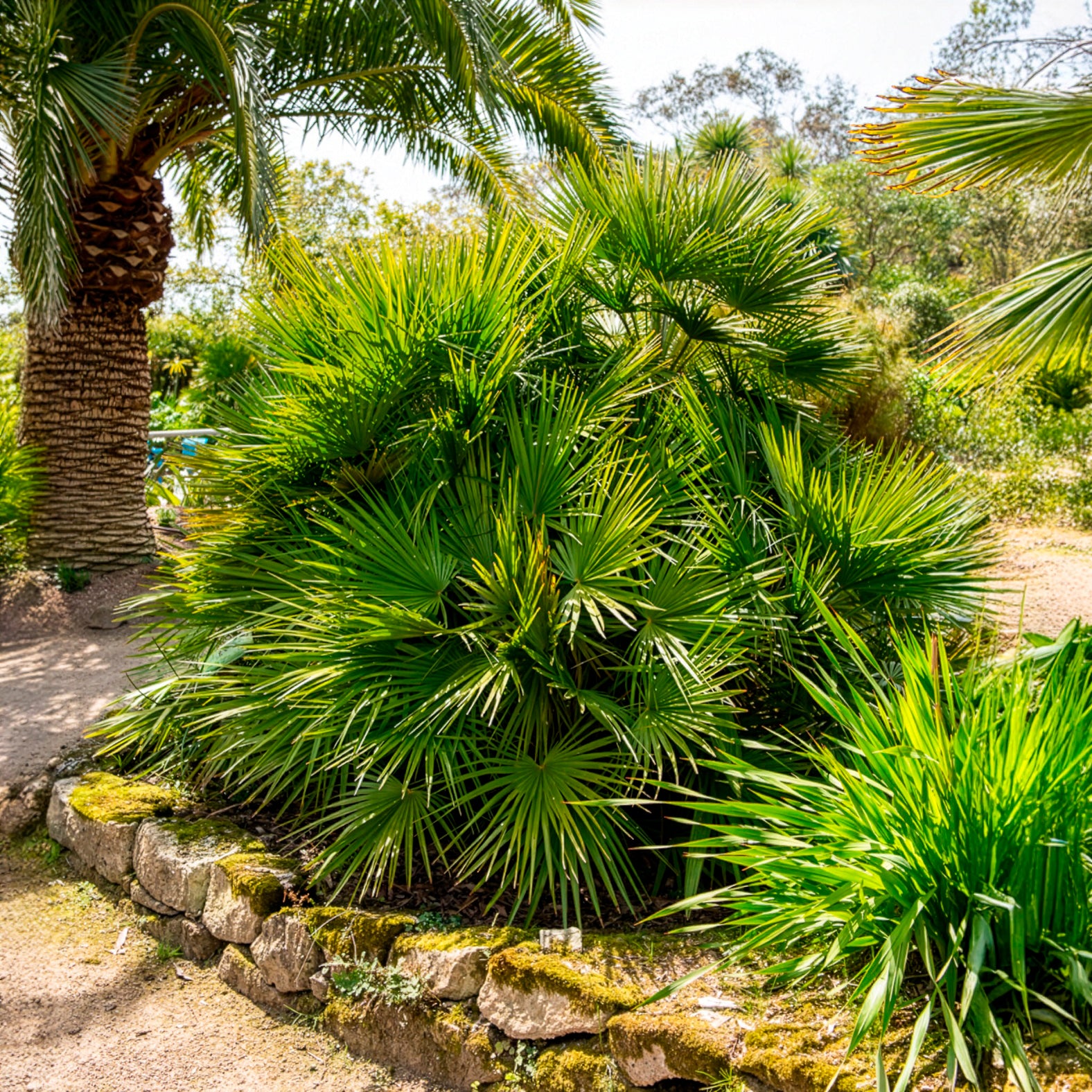 Vente Palmier nain de Méditerranée - Chamaerops humilis