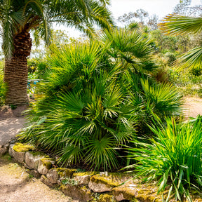 Vente Palmier nain de Méditerranée - Chamaerops humilis