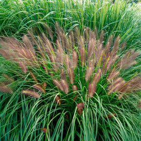 Pennisetum - Herbe aux écouvillons Red head - Pennisetum - Pennisetum alopecuroides red head