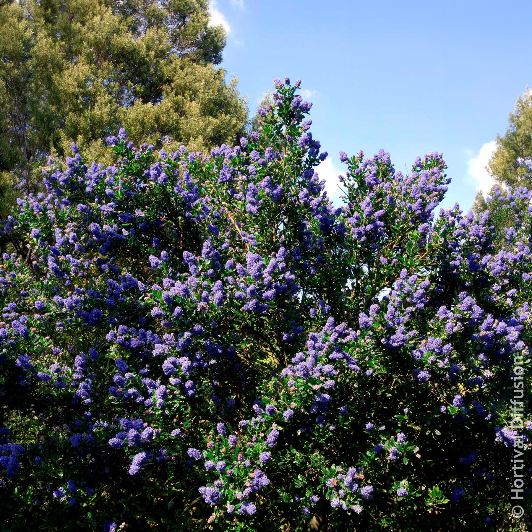 Céanothes - Lilas de Californie - Céanothe Skylark - Ceanothus thyrsiflorus Skylark