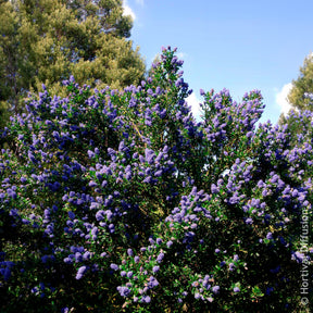 Céanothes - Lilas de Californie - Céanothe Skylark - Ceanothus thyrsiflorus Skylark