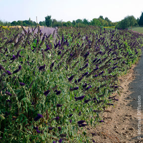 Vente Arbre à papillons Black Knight