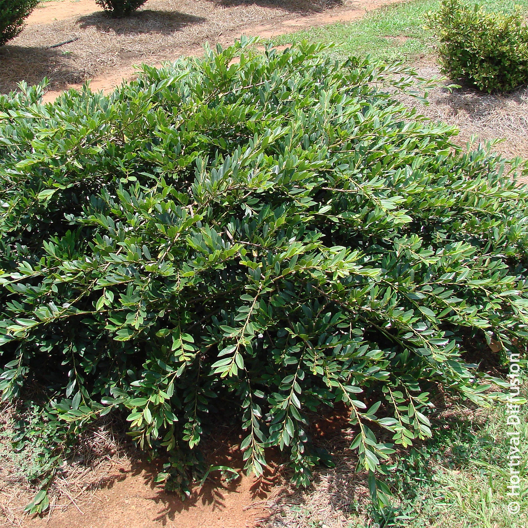 Distylium Vintage Jade - Distylium Fe Vintage Jade - Willemse