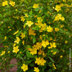 Corête du Japon Golden Guinea - Arbustes à fleurs - Willemse