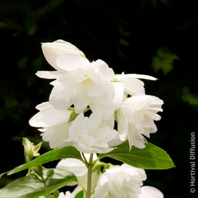 Vente Seringat Snowbelle - Philadelphus Snowbelle