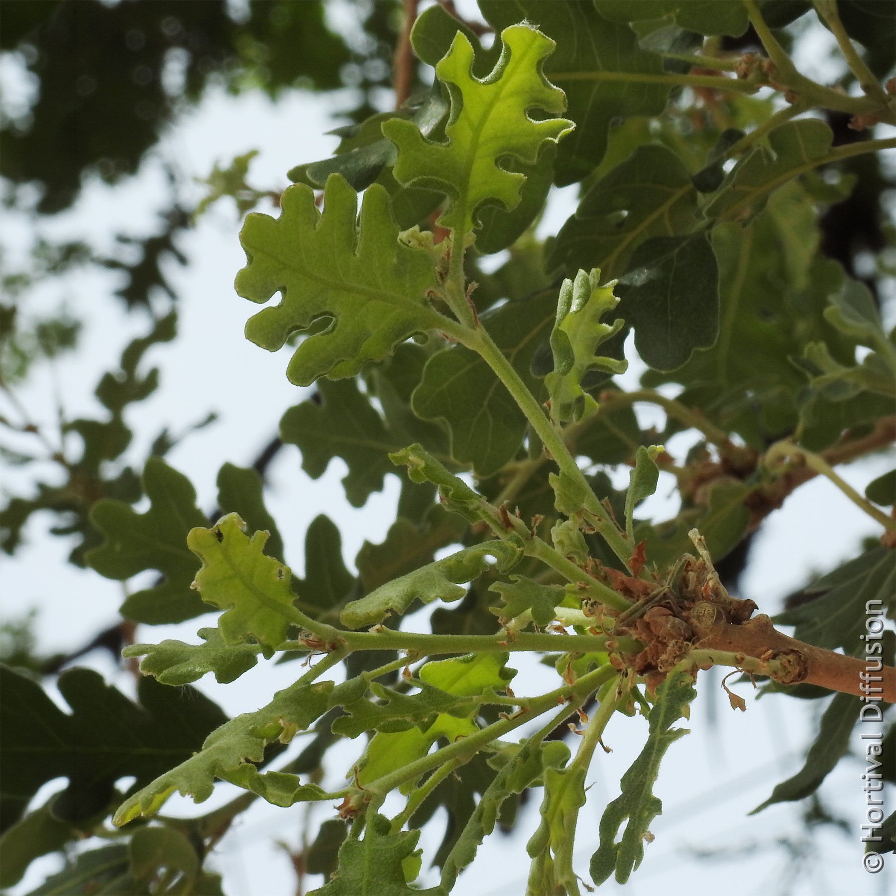 Chêne pubescent - Chêne - Willemse