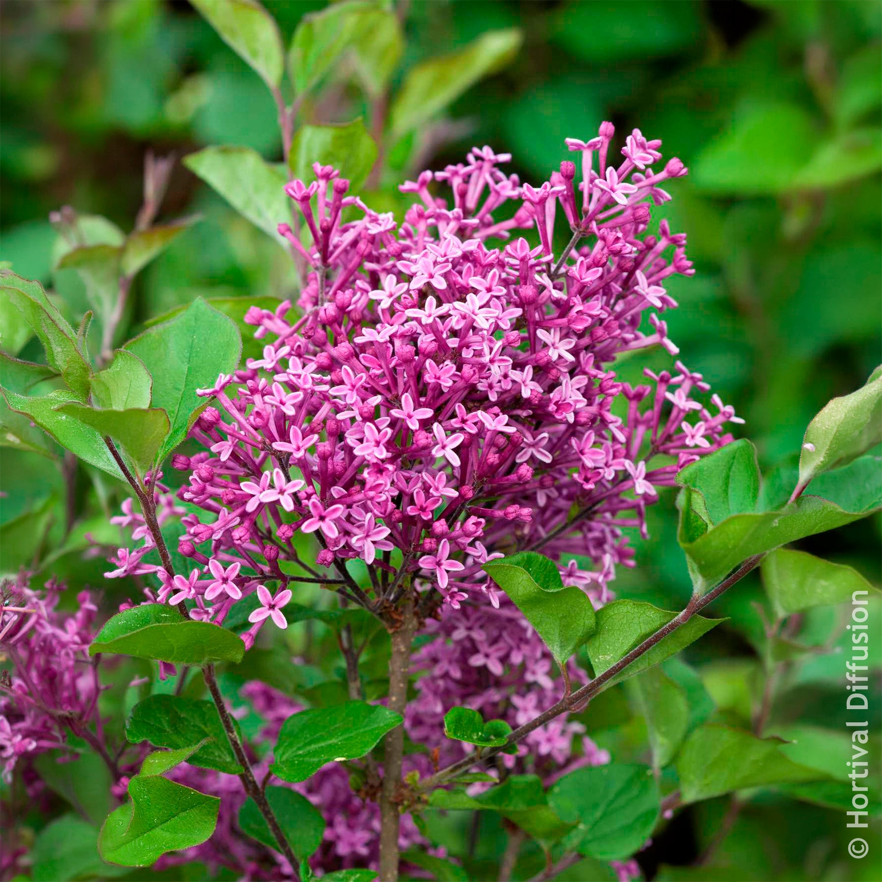 Vente Lilas nain Dark Purple