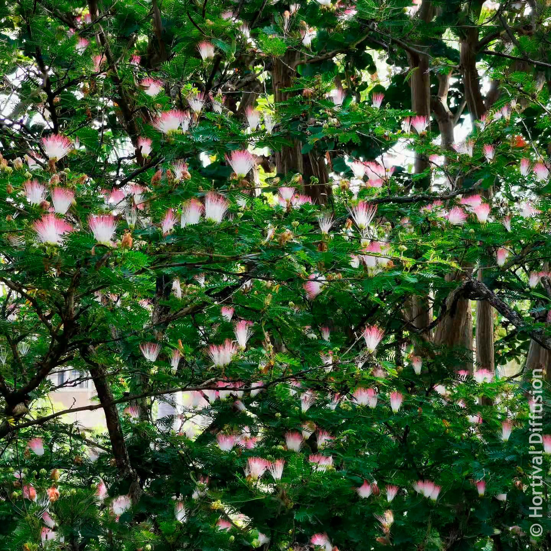 Calliandra de Surinam - Willemse