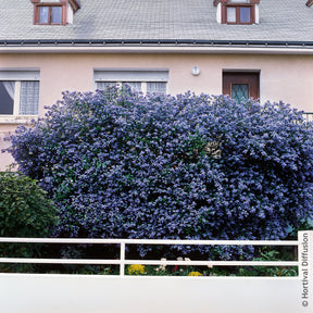 Céanothe Trewithen Blue - Ceanothus arboreus Trewithen Blue - Willemse