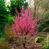 Arbre de Judée de Chine Avondale - Willemse