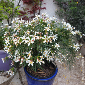 Oranger du Mexique Little Bee - Willemse