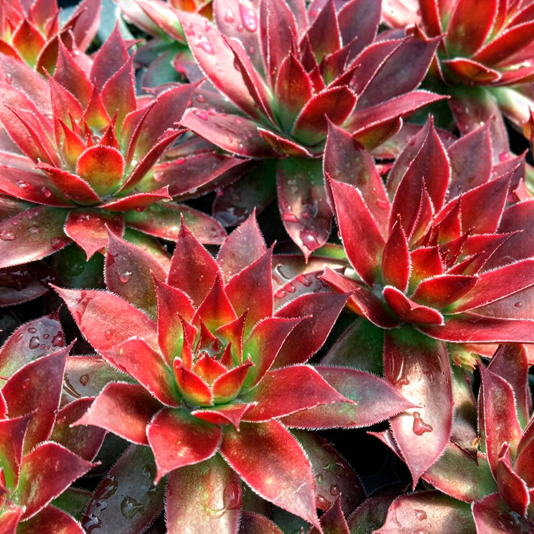 Joubarbe Chick Charms® Strawberry Kiwi - Sempervivum - Willemse