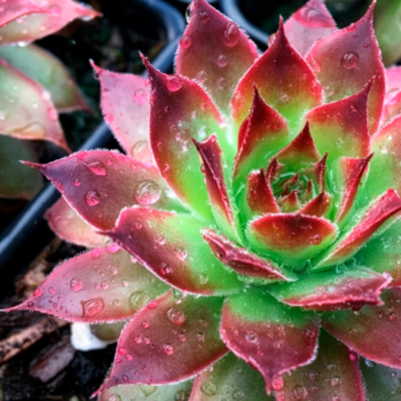 Joubarbe Chick Charms® Strawberry Kiwi - Sempervivum - Sempervivum Chick Charms® Strawberry Kiwi - Willemse