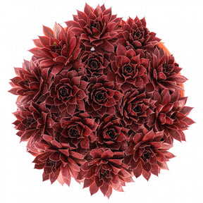 Sempervivum Chick Charms® Strawberry Kiwi - Joubarbe Chick Charms® Strawberry Kiwi - Sempervivum - Joubarbe - Sempervivum