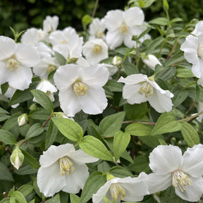 PHILADELPHUS coronarius Petite Perfume white® - Seringat nain Petite Perfume White ® - Seringats