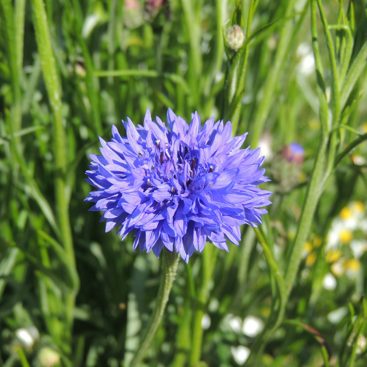 Bleuet champêtre Blue Boy - Centaurea cyanus blue boy - Willemse