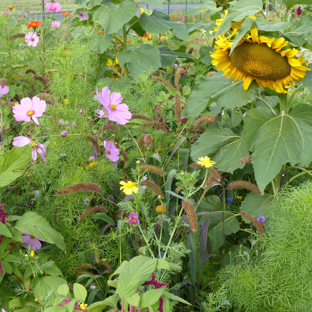 Mélange de fleurs spécial oiseaux -  - Willemse
