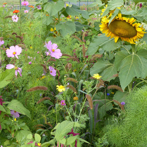 Mélange de fleurs spécial oiseaux -  - Willemse