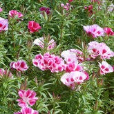 Godetias à fleurs d'azalée en mélange - Clarkia - Willemse