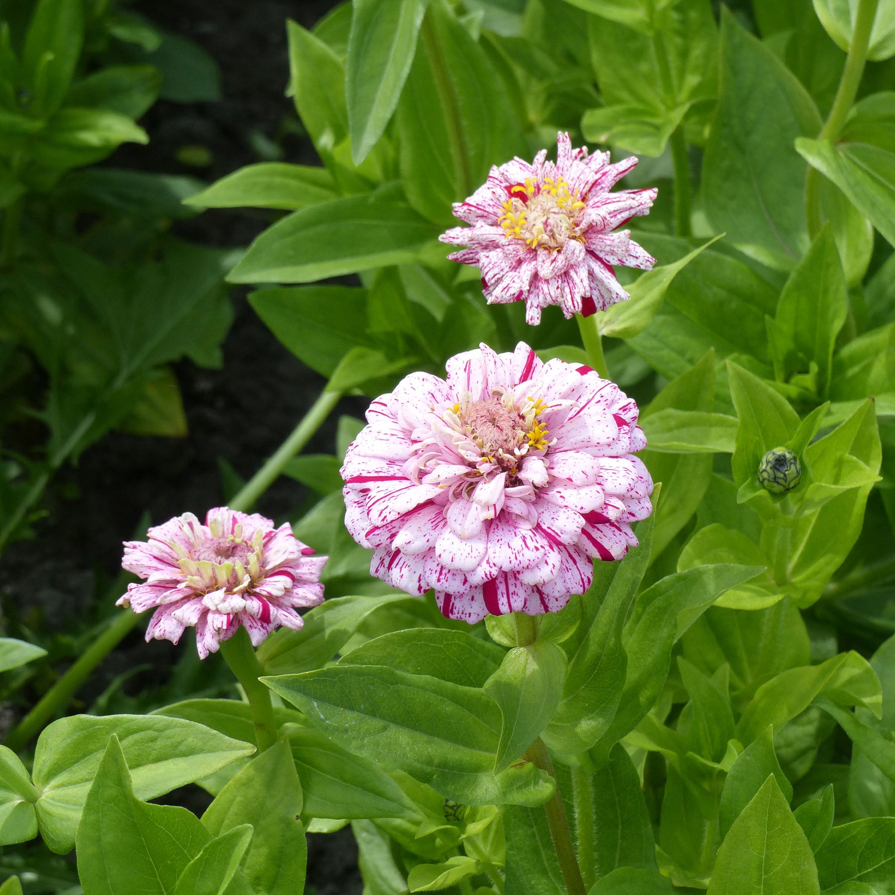 Zinnia Peppermint stick en mélange - Zinnia peppermint - Willemse