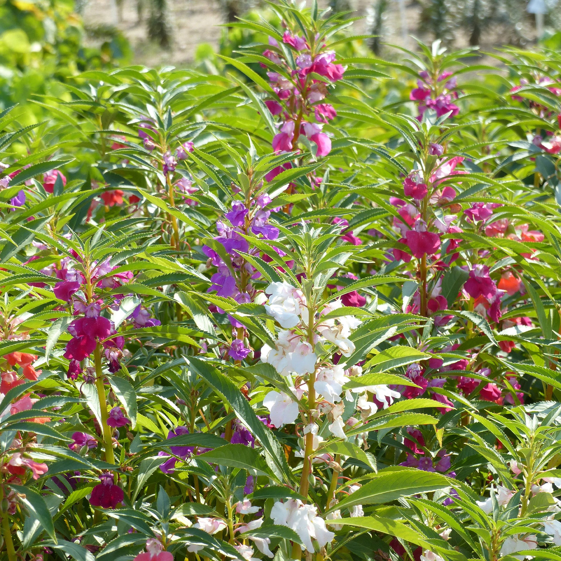 Balsamine à fleurs de camélia en mélange - Willemse