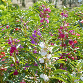Balsamine à fleurs de camélia en mélange - Willemse