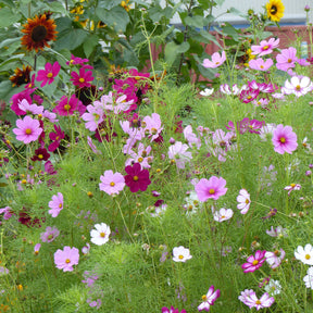 Vente Cosmos Sensation en mélange - Cosmos bipinnatus