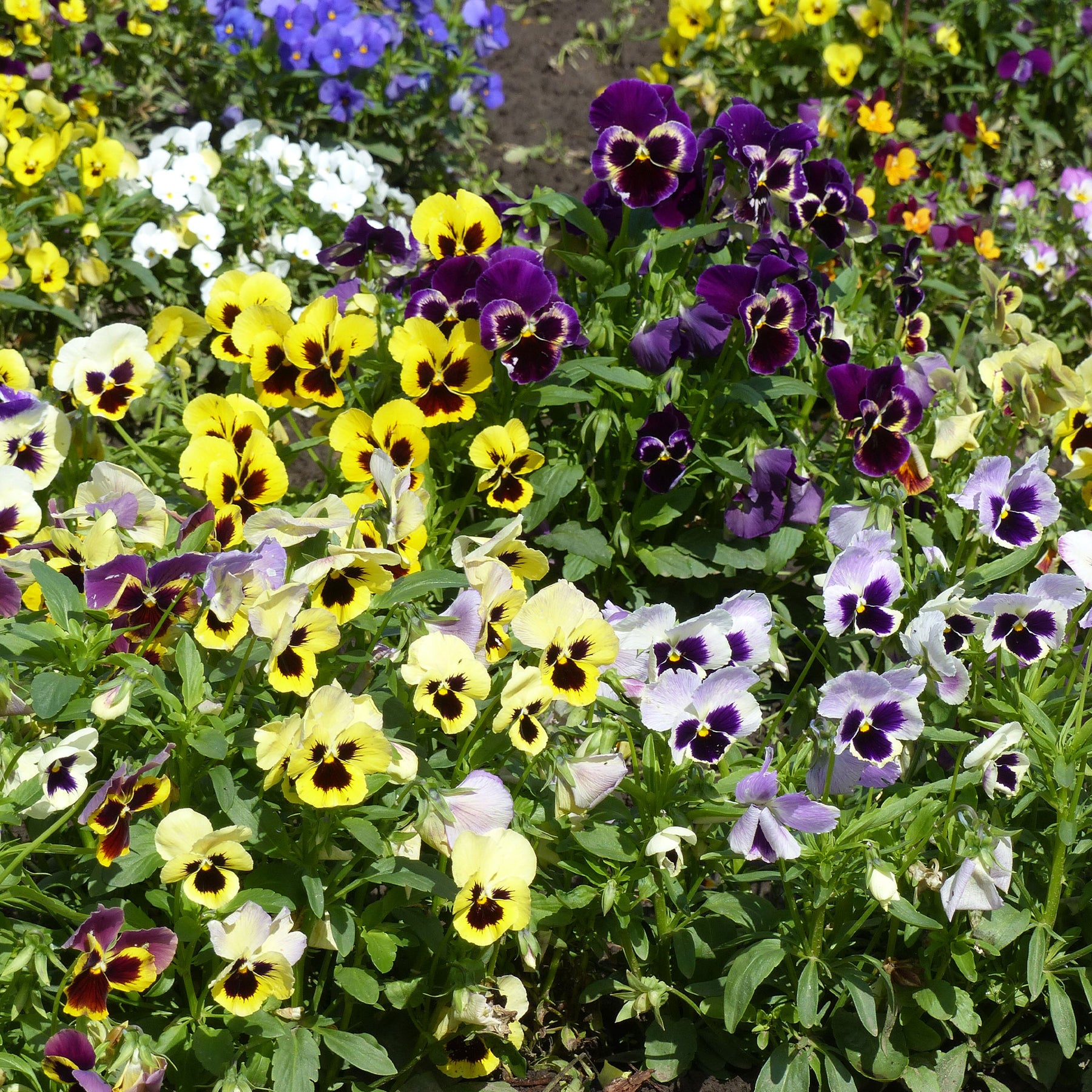 Graines de Pensées Géantes de Suisse en mélange - Willemse