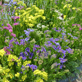 Statices en mélange - Limonium sinuata - Willemse