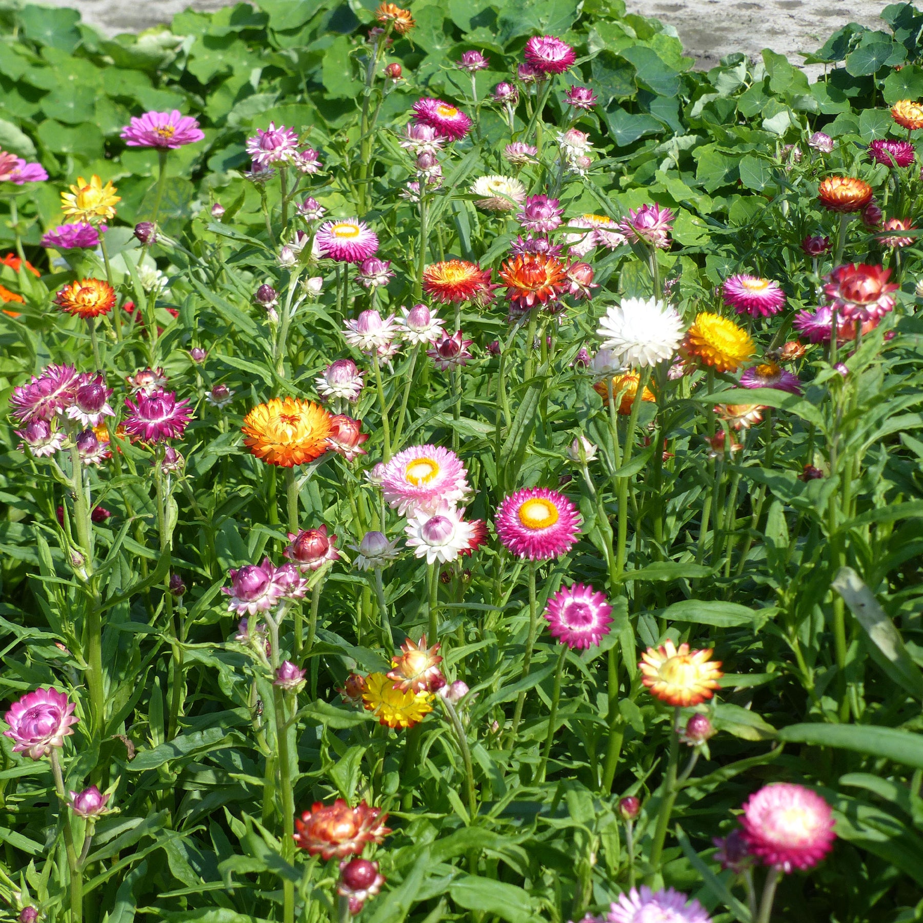 Xerochrysum bracteatum - Immortelle à grosses fleurs en mélange - Graines de fleurs