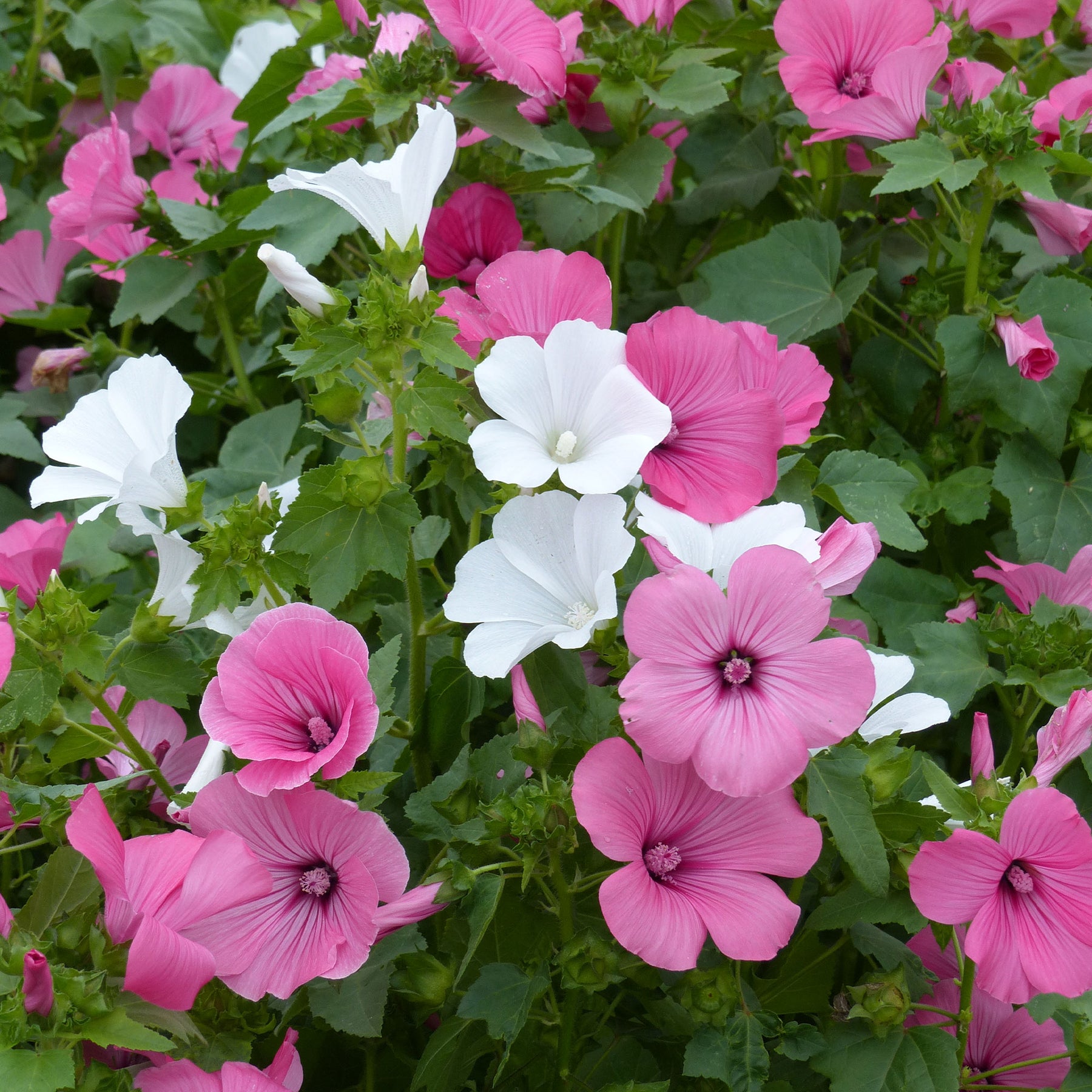 Lavatera trimestris - Lavatères à grandes fleurs en mélange - Graines de fleurs