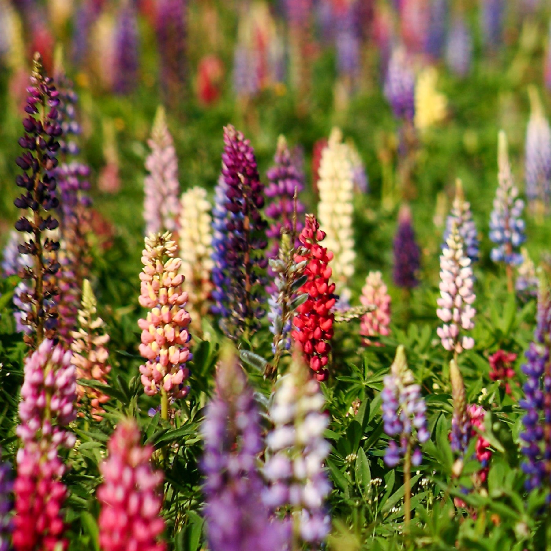 Lupinus hybrid russell - Lupins en mélange - Graines de fleurs