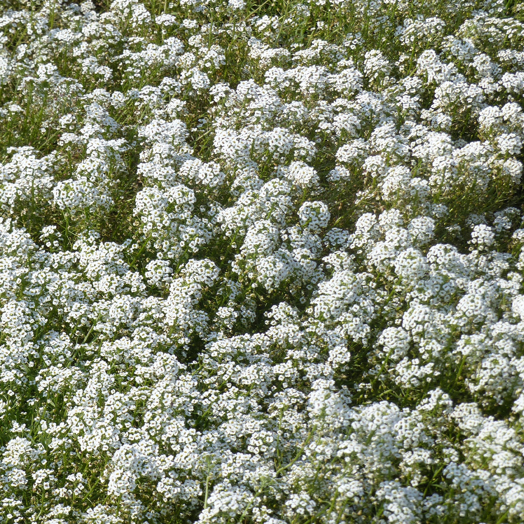 Alysse odorant - Alyssum maritimum - Willemse