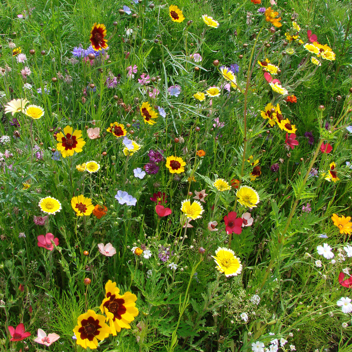 Graines de fleurs spécial terrains secs en mélange - Willemse