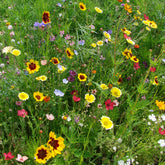 Graines de fleurs spécial terrains secs en mélange - Willemse