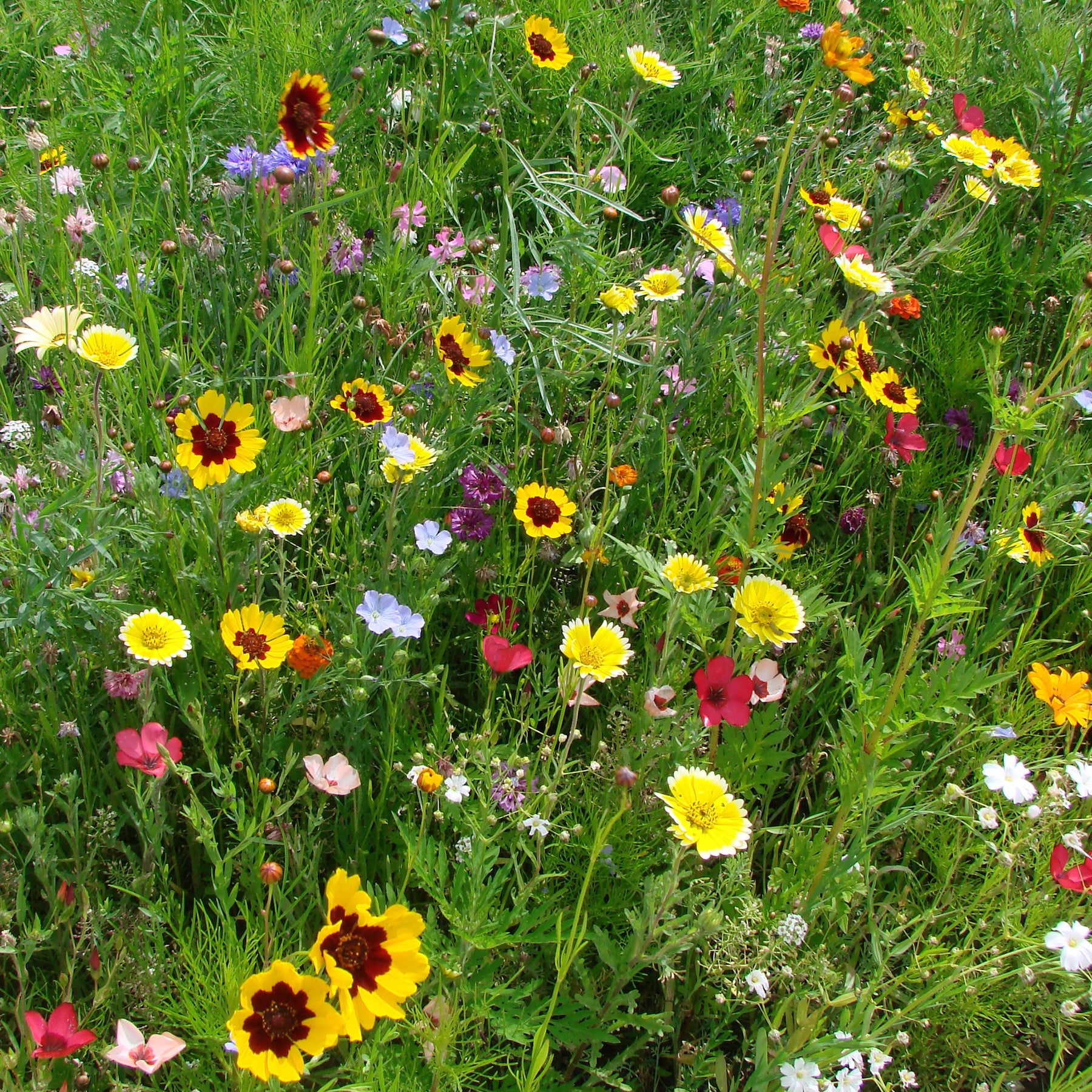 Graines de fleurs spécial terrains secs en mélange - Willemse