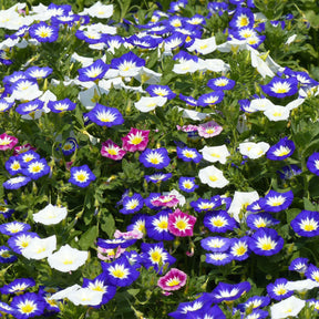 Convolvulus tricolor - Belle de jour variées - Graines de fleurs