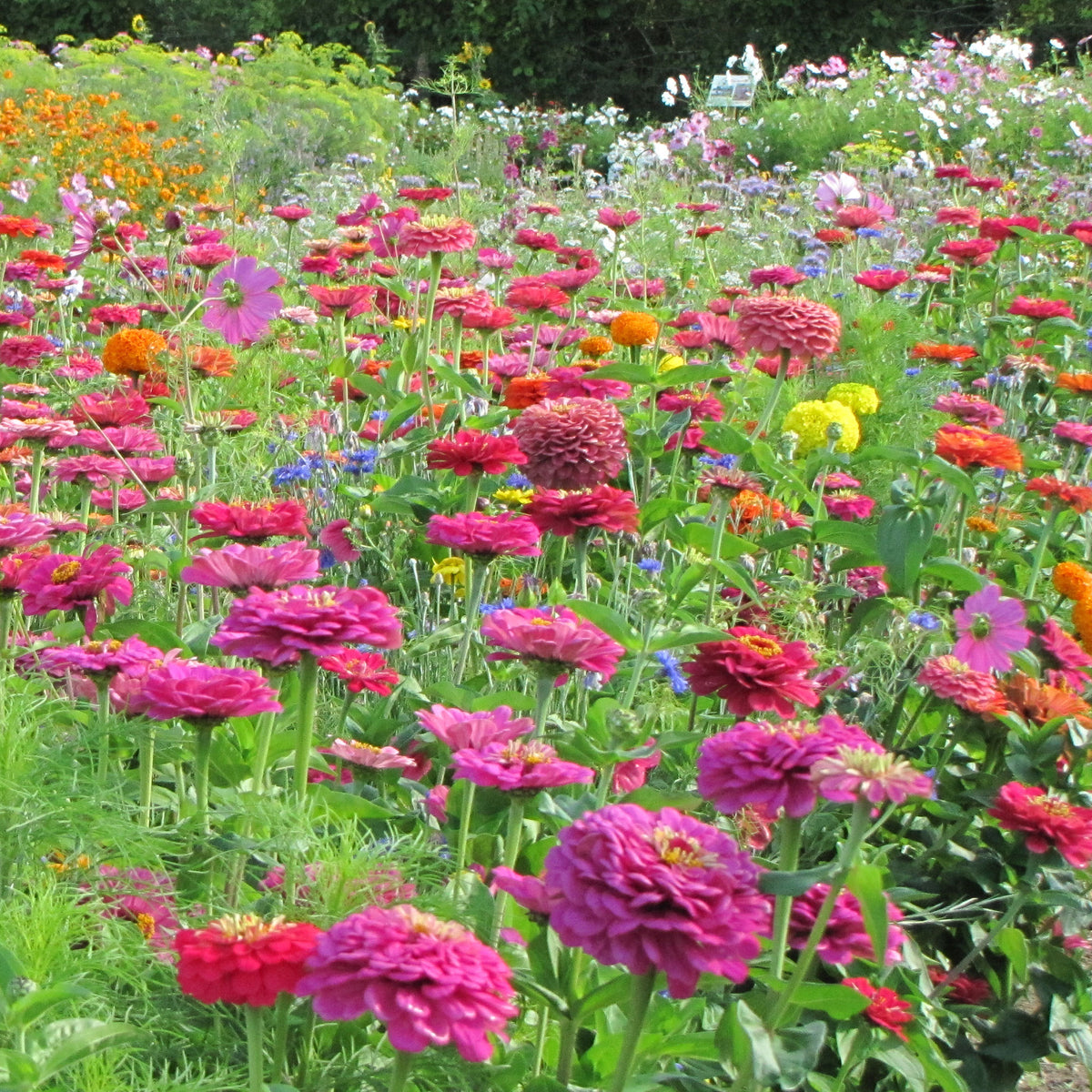 Graines de fleurs spécial fleurs à couper en mélange - Willemse
