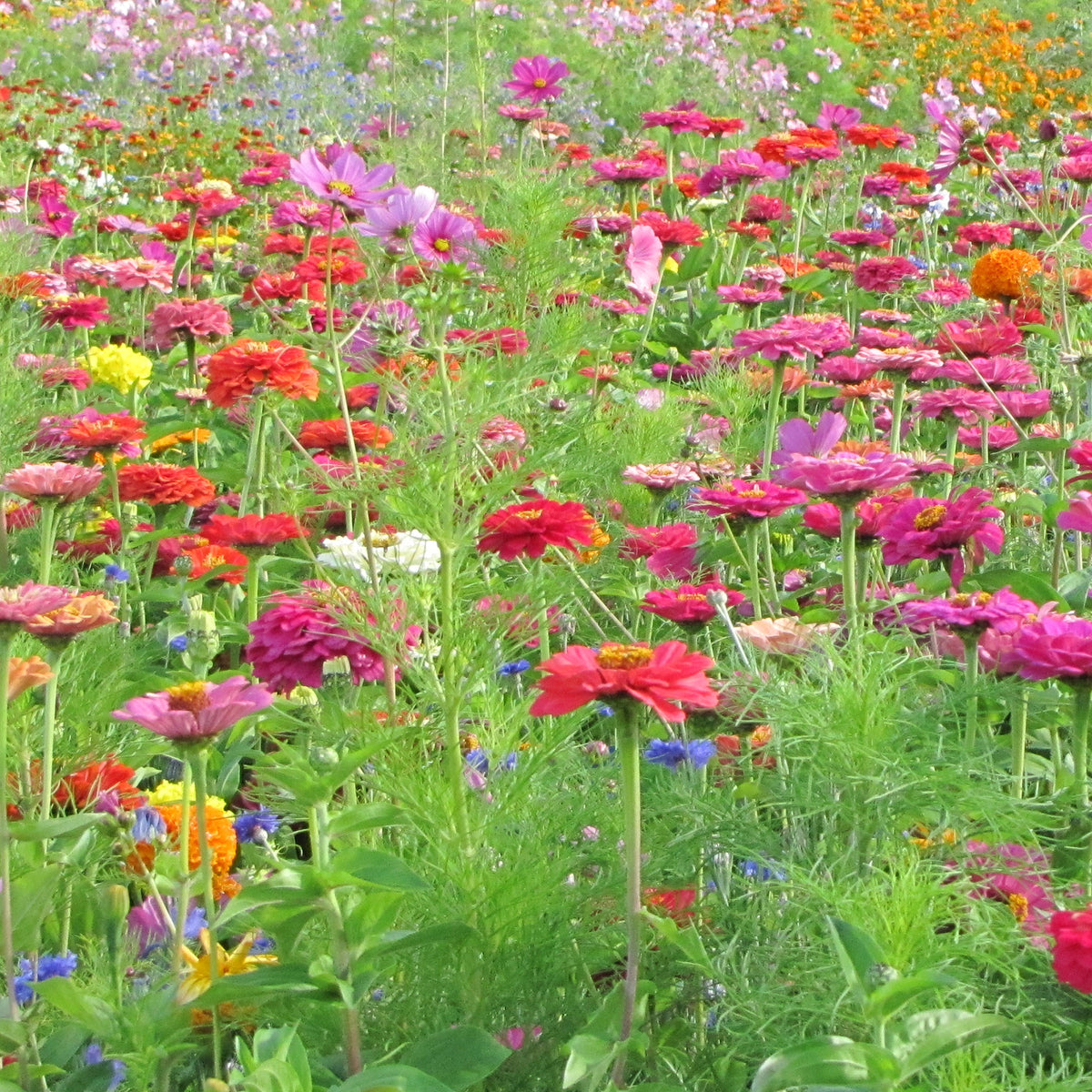 Graines de fleurs spécial fleurs à couper en mélange - Mélange fleuri spécial fleurs à couper - Willemse