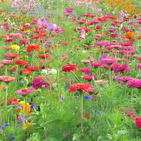 Graines de fleurs spécial fleurs à couper en mélange - Mélange fleuri spécial fleurs à couper - Willemse