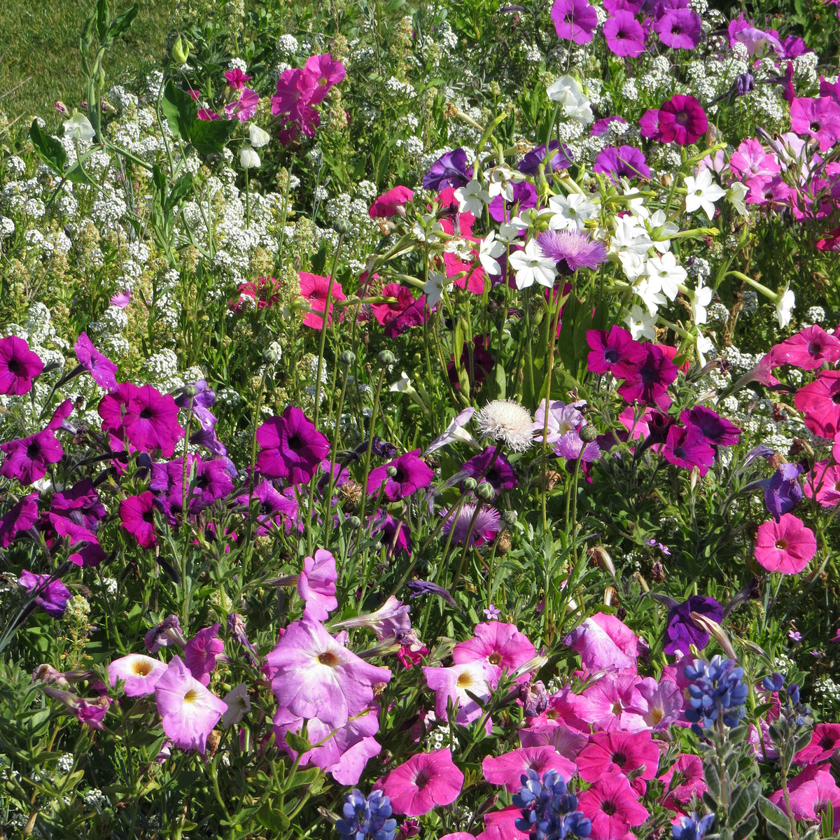 Fleurs très parfumées en mélange - Willemse