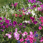 Fleurs très parfumées en mélange - Willemse