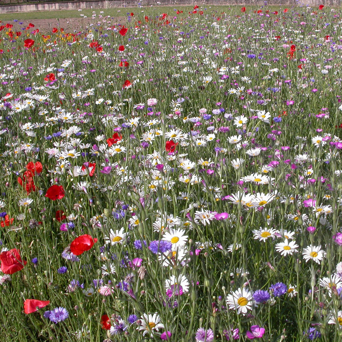 Fleurs des champs en mélange - Willemse