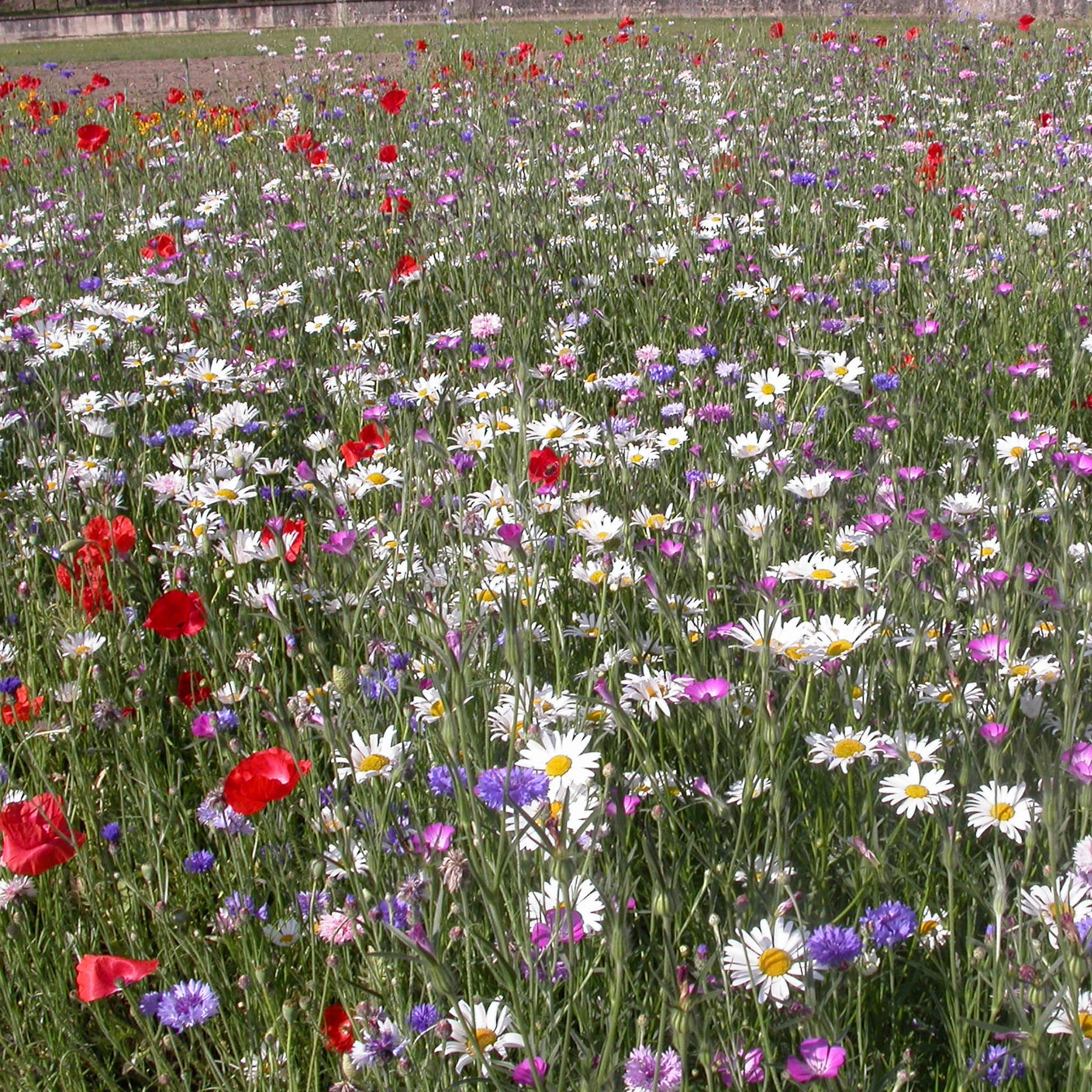 Fleurs des champs en mélange - Willemse