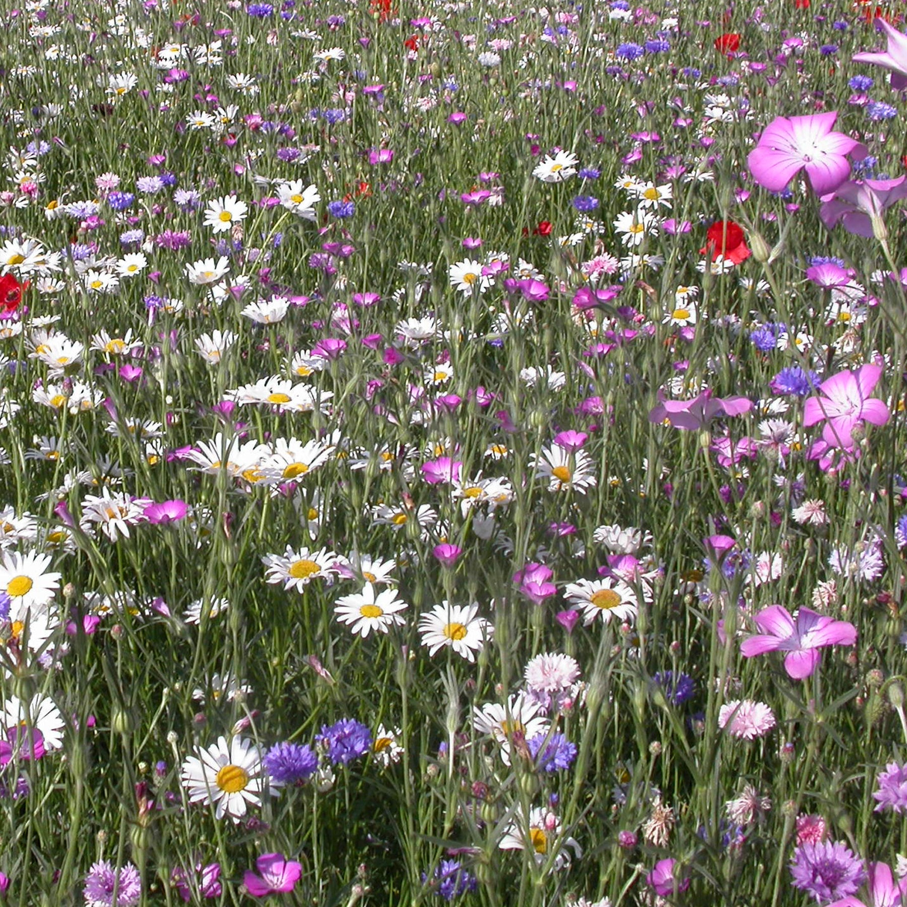Mélange fleurs des champs - Fleurs des champs en mélange - Mélanges fleuris